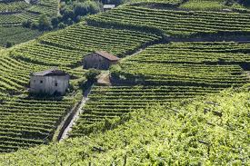 Terrazzamenti Valle di Cembra